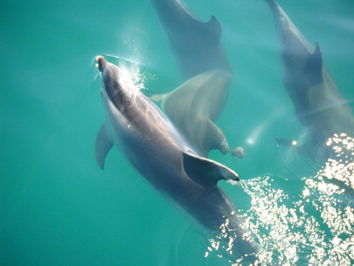 Multiple dolphins swimming in crystal clear turquoise waters with one dolphin breaching the surface, creating sparkling water droplets and showing their sleek grey bodies